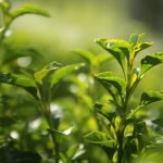 mint-checkout-footer.jpg