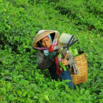 mint-insta1.png